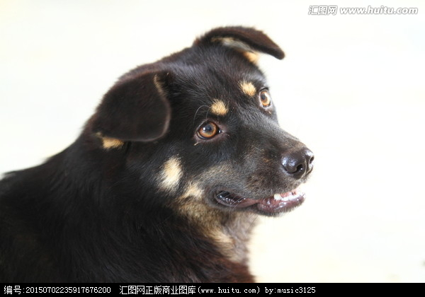 鏡頭下的田園守望者 中華田園犬與家禽家畜的和諧圖景